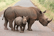 Female and young Rhino seen just before leaving Hluhluwe National Park